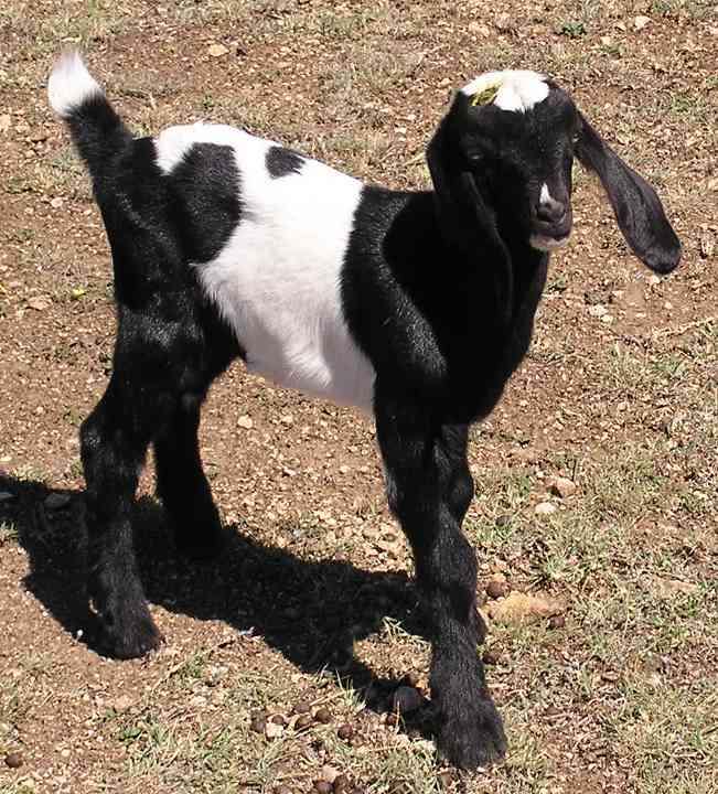 Sylvester (04/11/11)